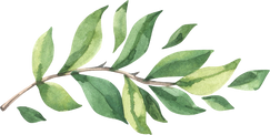 Watercolor Illustration of a Branch with Leaves 